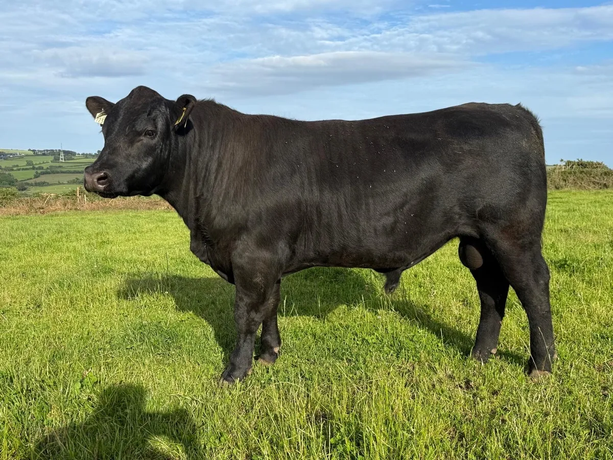 Pb Aberdeen Angus bulls - Image 1