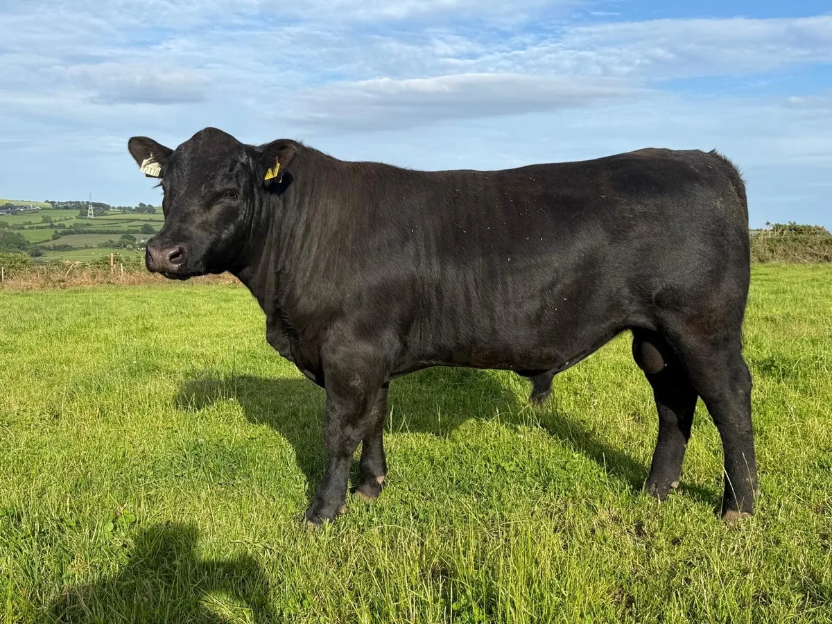 Pb Aberdeen Angus bulls - Image 2