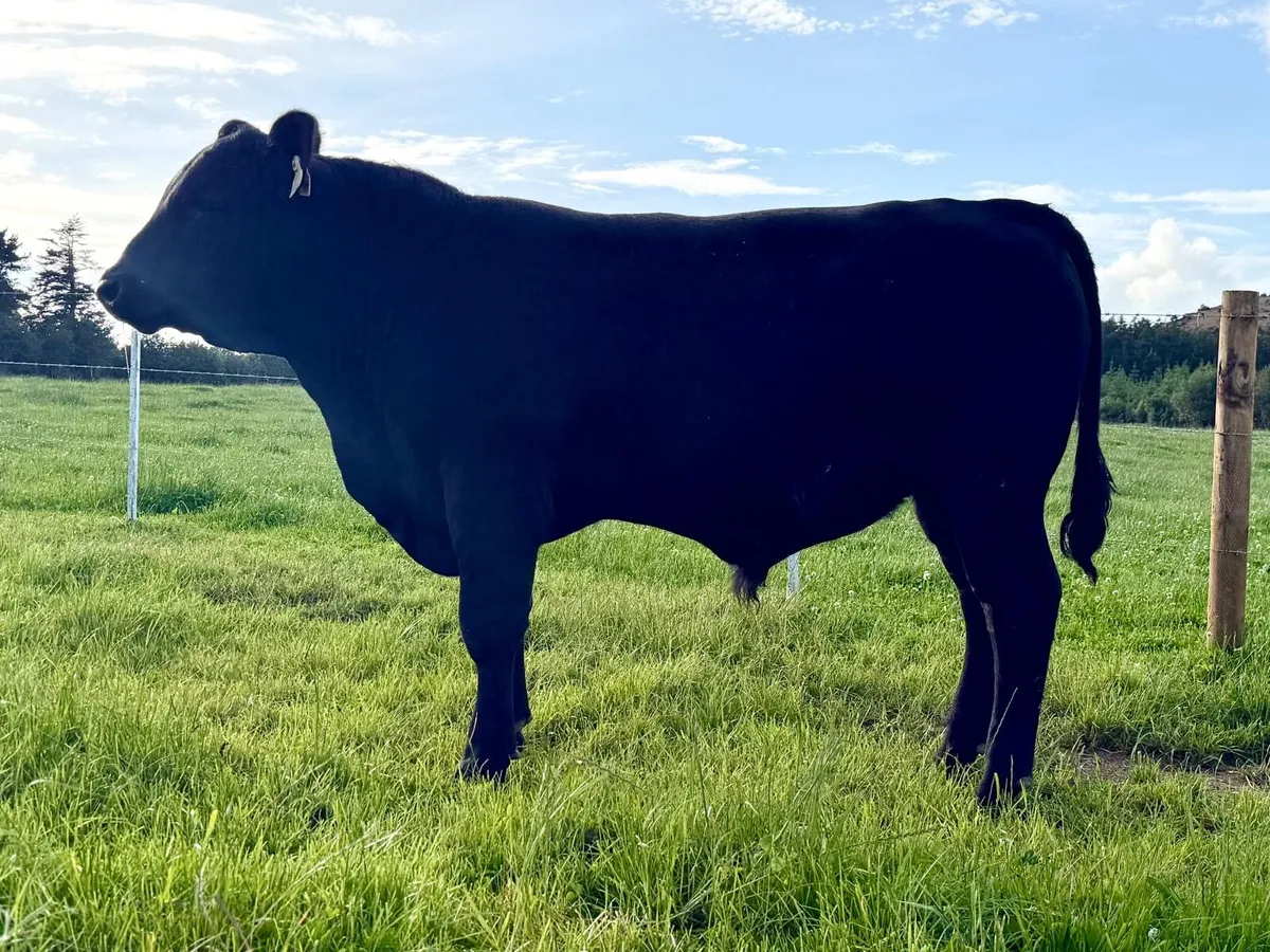 Pb Aberdeen Angus bulls - Image 4
