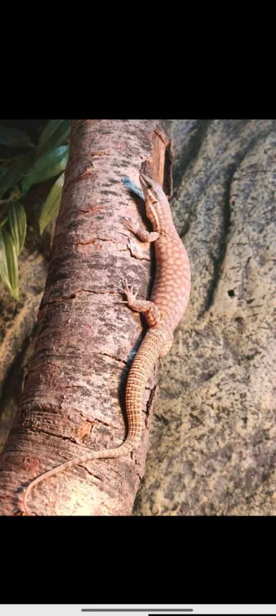 Juvenile ackie monitor and fully set up enclosure - Image 4