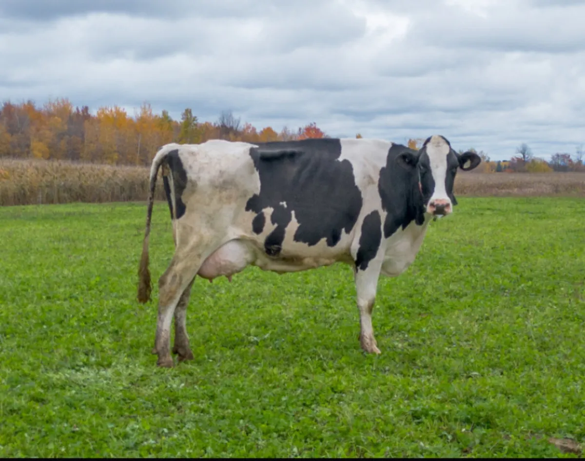 Cull Cows Wanted - Image 1