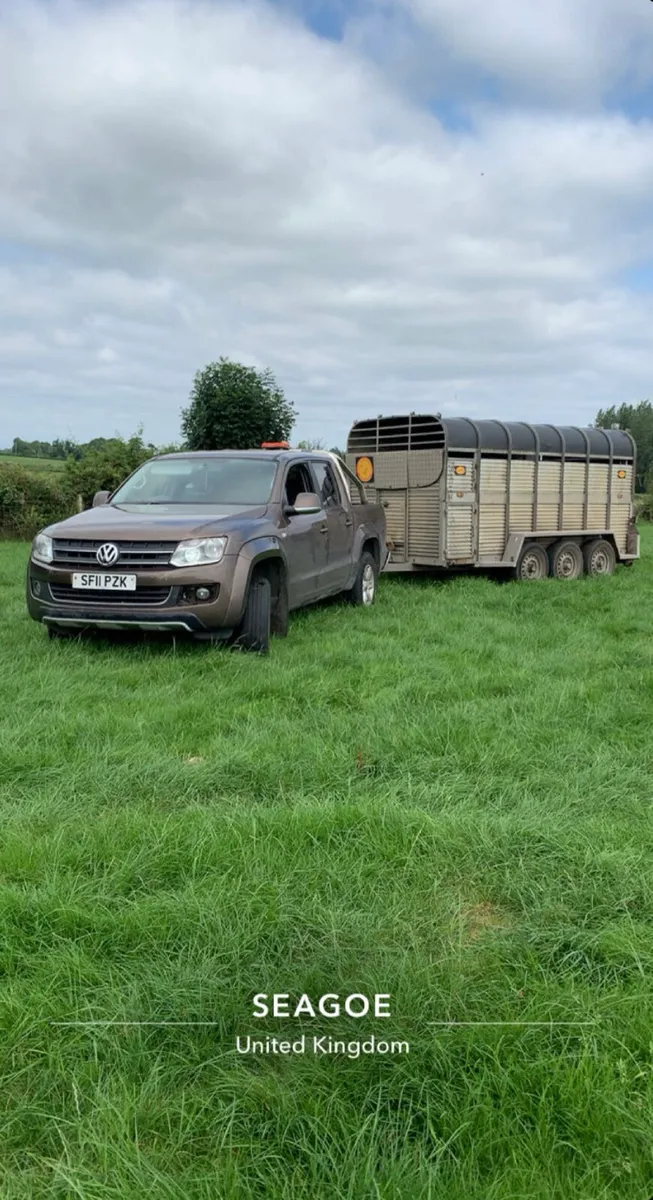 Cull Cows Wanted - Image 2