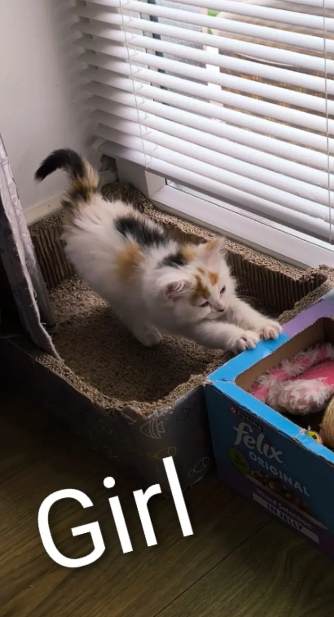 White Kittens - Image 2
