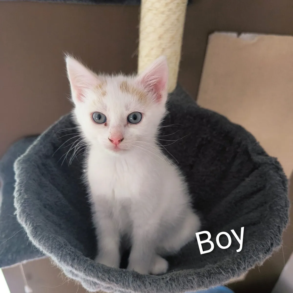 White Kittens - Image 3