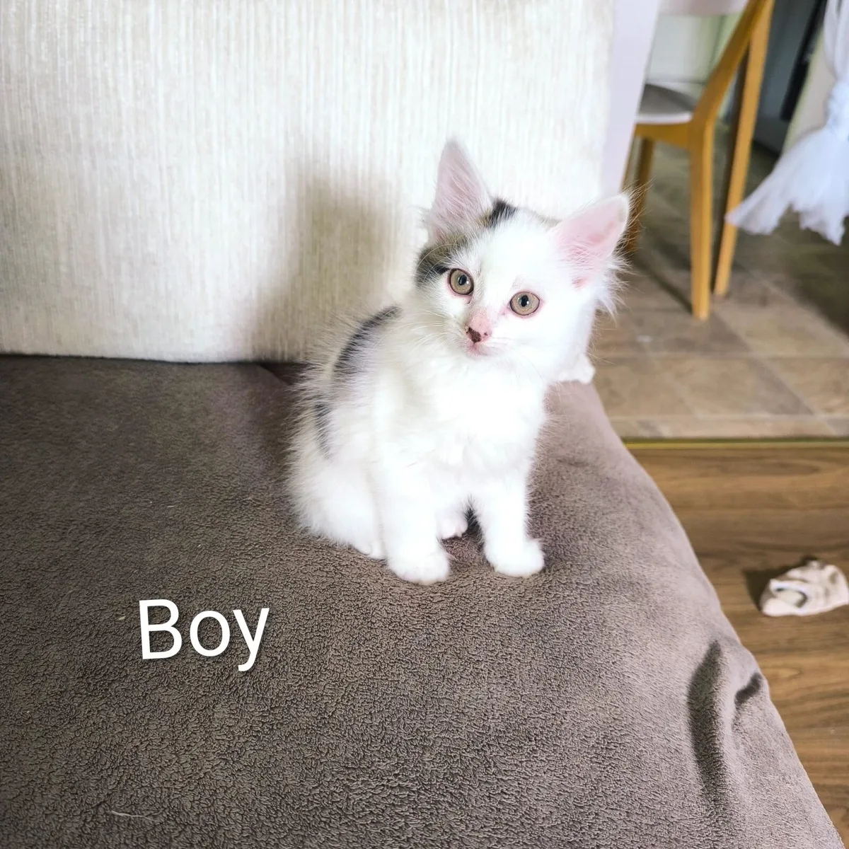 White Kittens - Image 4