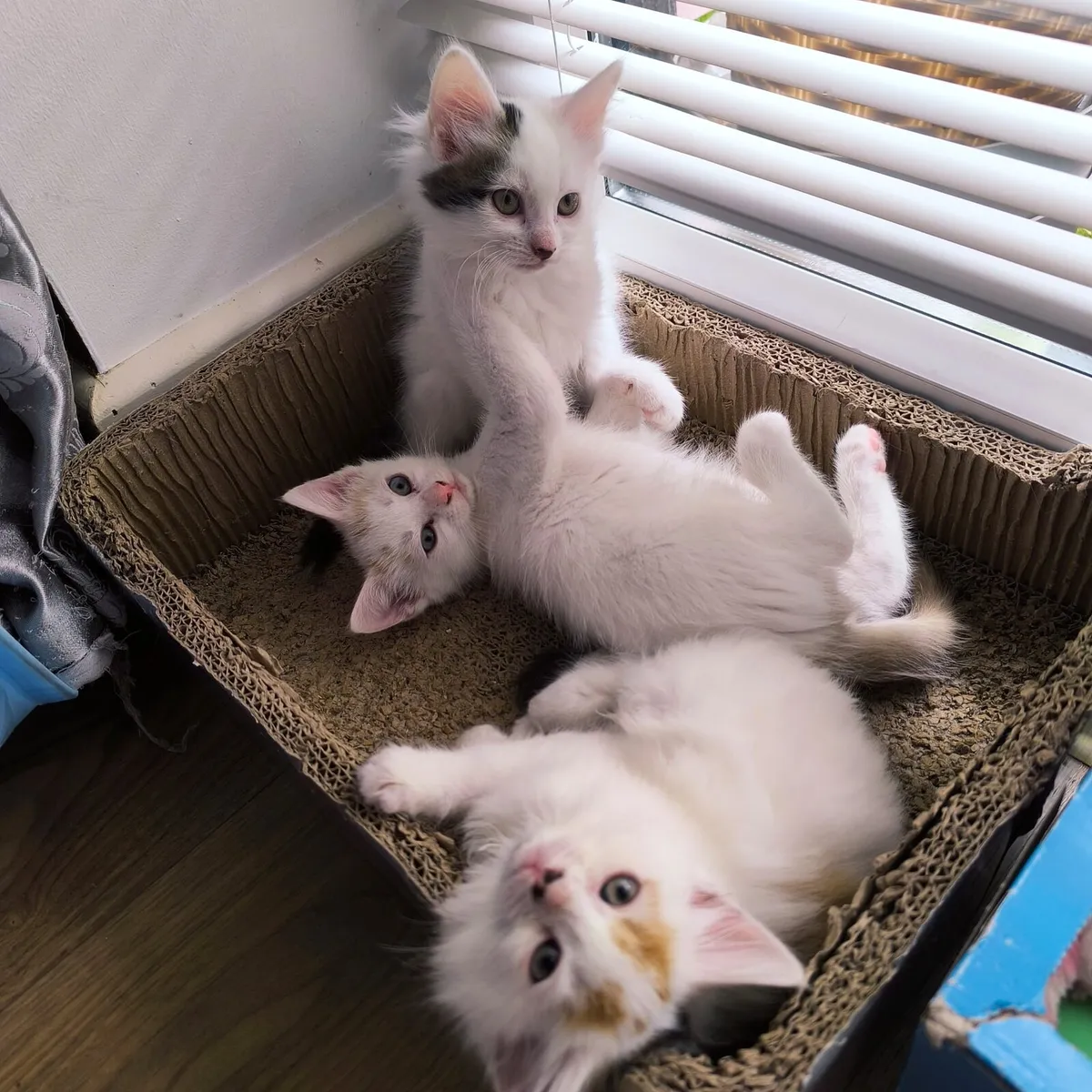 White Kittens - Image 1