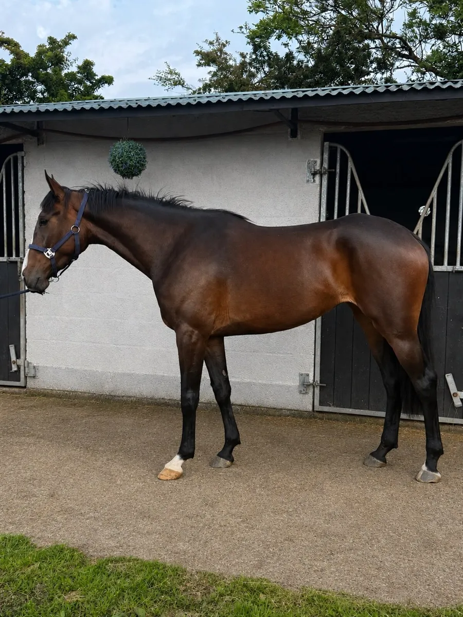 Sligo Candy Boy Filly - Image 1