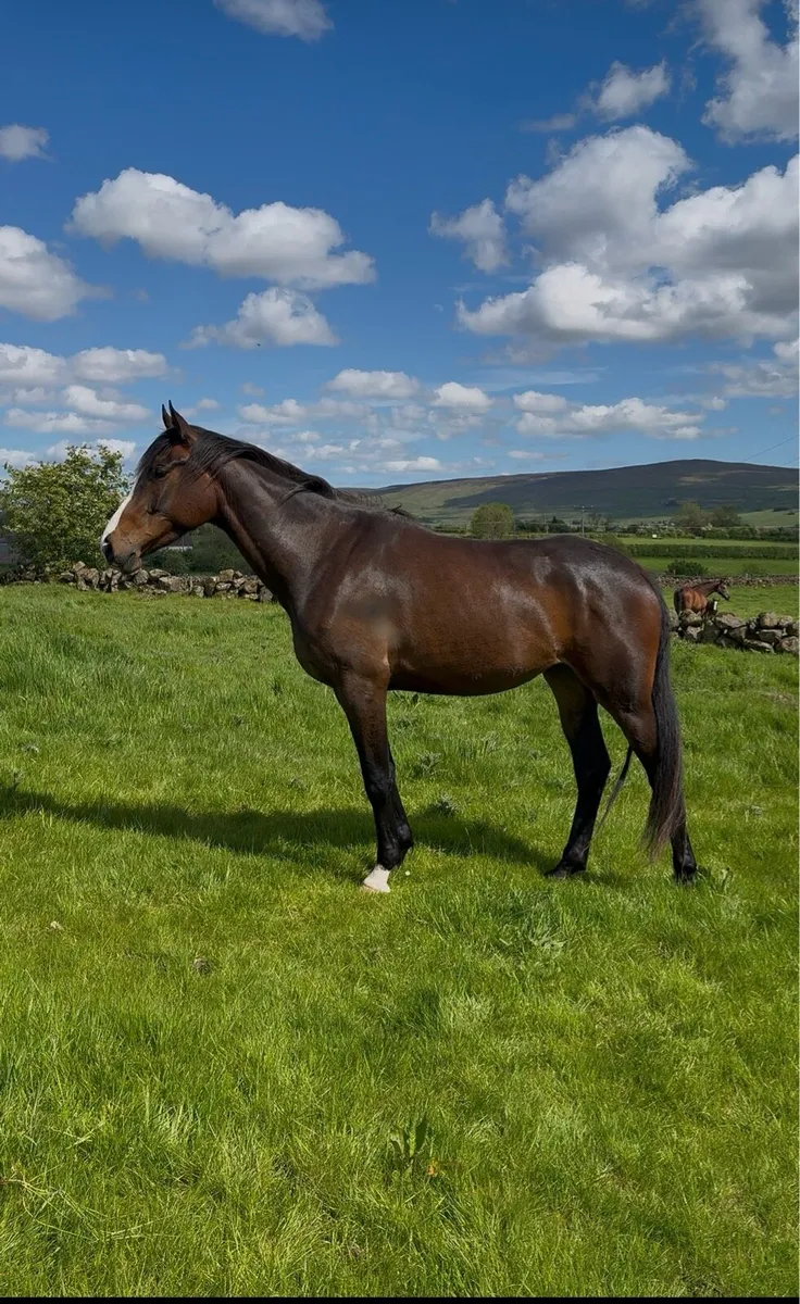 Sligo Candy Boy Filly - Image 2