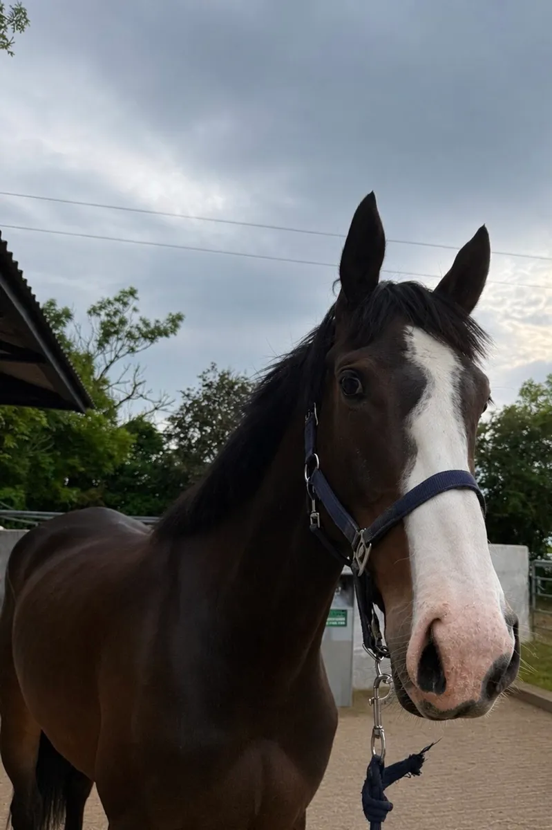 Sligo Candy Boy Filly - Image 3