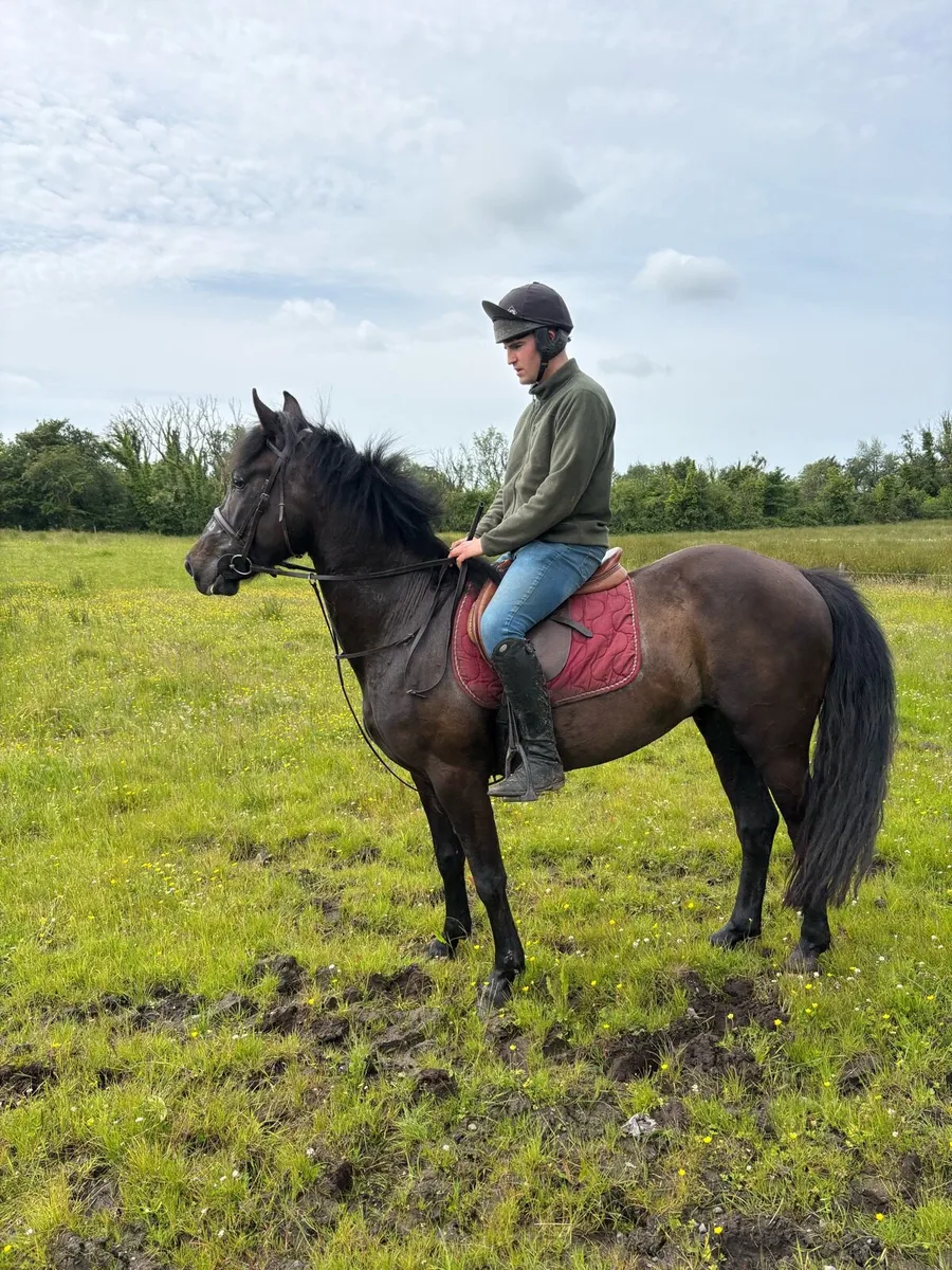 4yr old black 14.2 gelding - Image 1