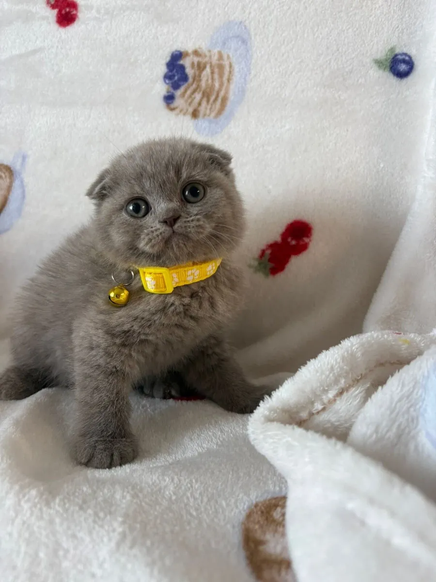 Beautiful Scottish kitchen 2 boys left 🥰❤️🐈‍⬛ - Image 4