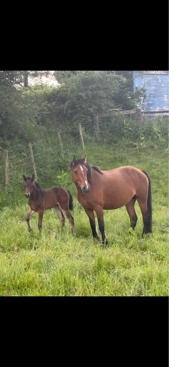 !* Connemara Mare with Foal at Foot *! - Image 3