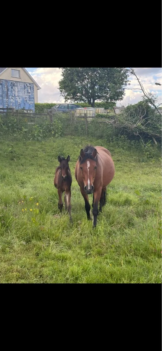 !* Connemara Mare with Foal at Foot *! - Image 4