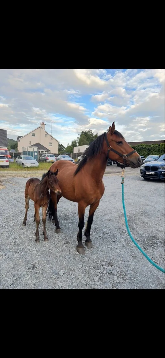 !* Connemara Mare with Foal at Foot *! - Image 1