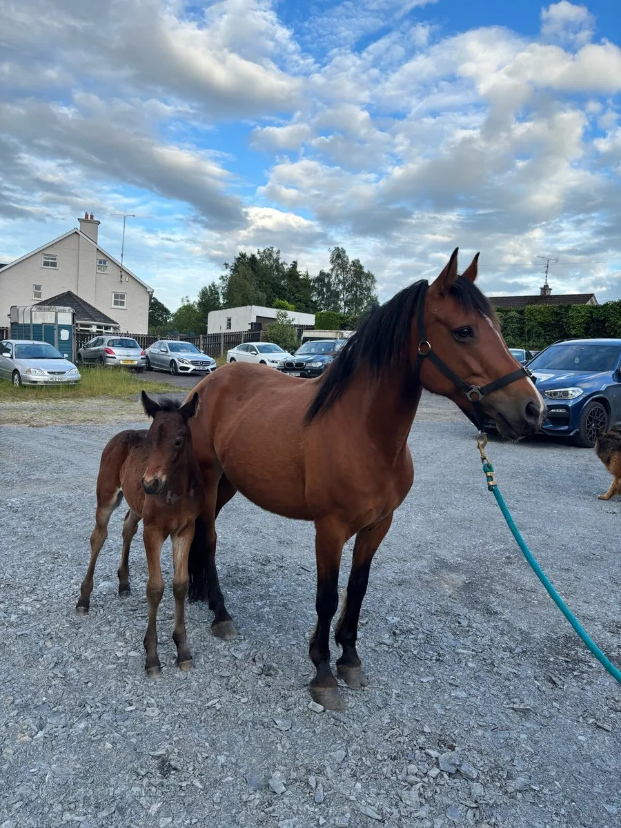 !* Connemara Mare with Foal at Foot *! - Image 2
