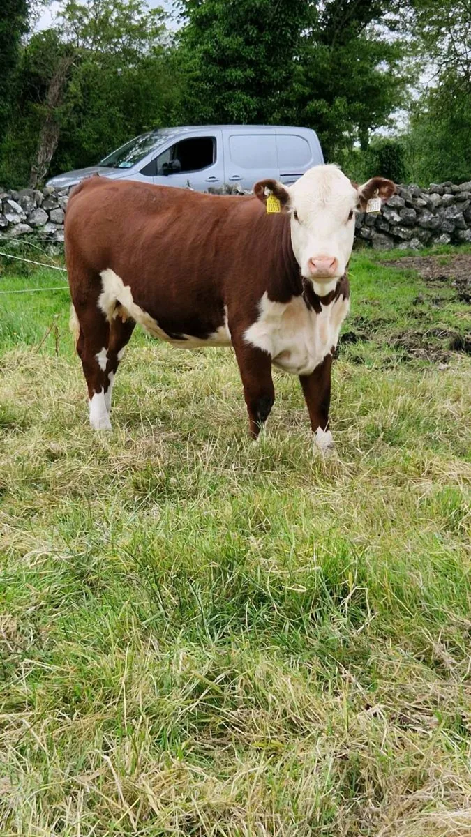 Pedigree Hereford Heifers - Image 1