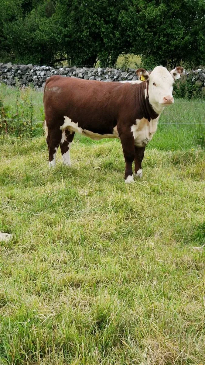 Pedigree Hereford Heifers - Image 2