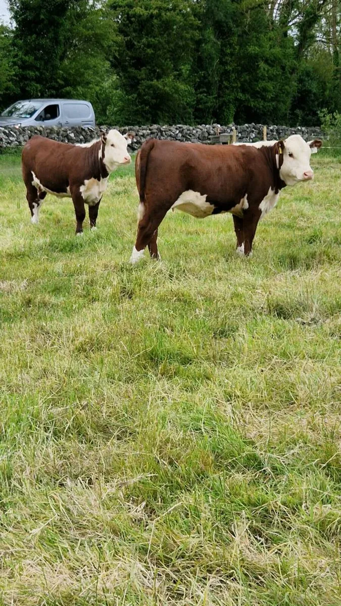 Pedigree Hereford Heifers - Image 3