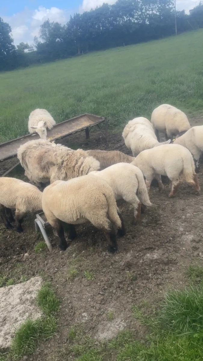 Sheep - Image 1