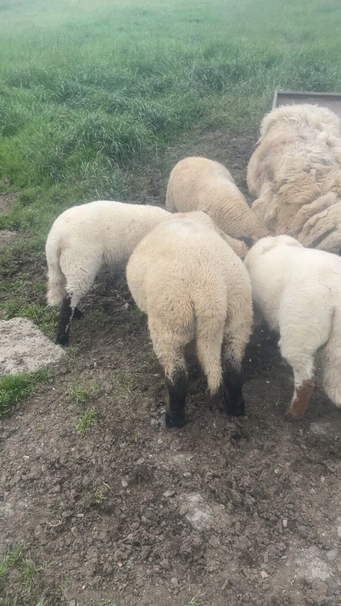 Sheep - Image 2