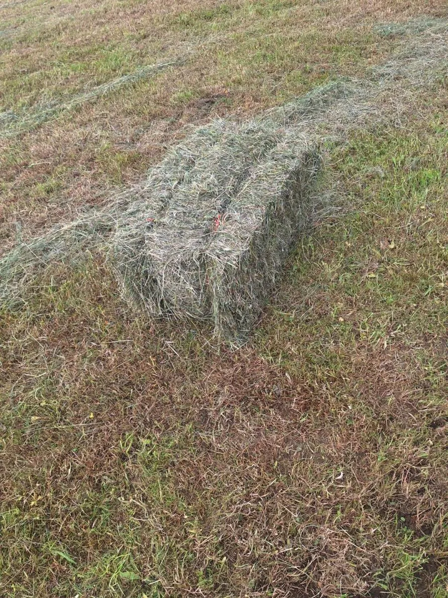 Square haylage - Image 4