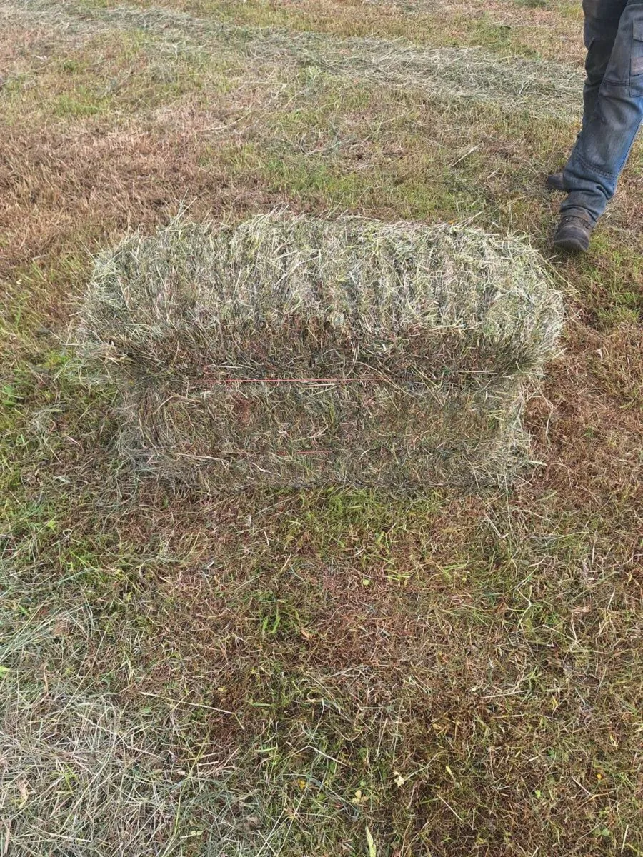 Square haylage - Image 3