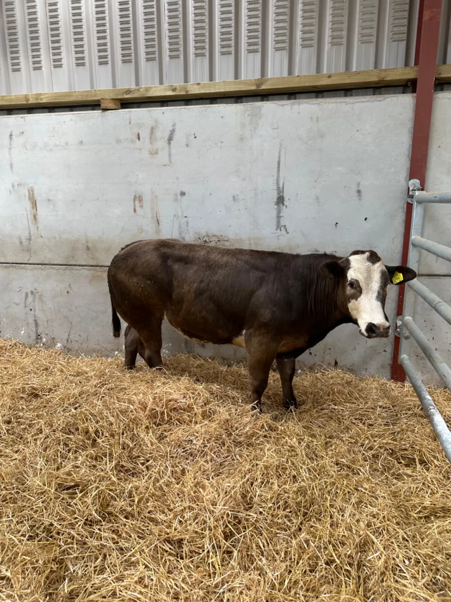 Lim show heifer - Image 2