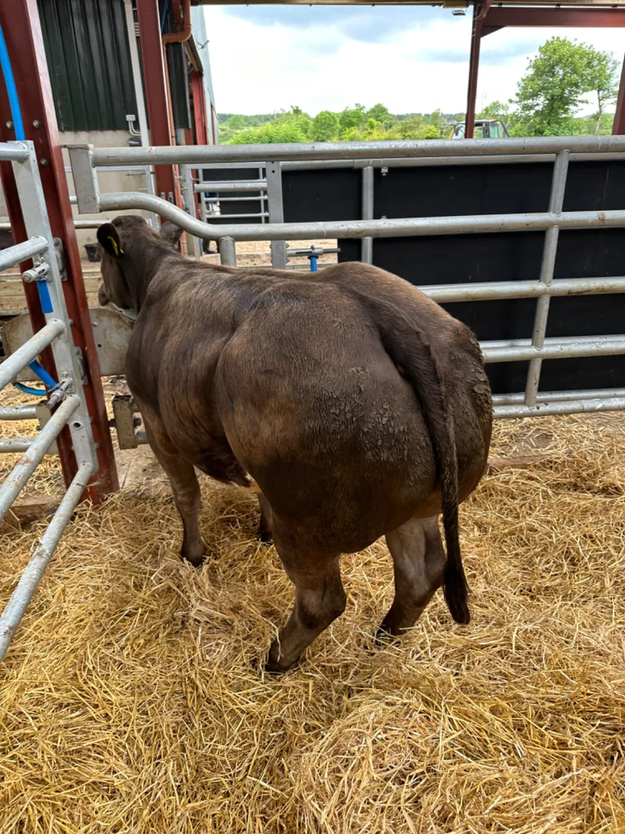 Lim show heifer - Image 1