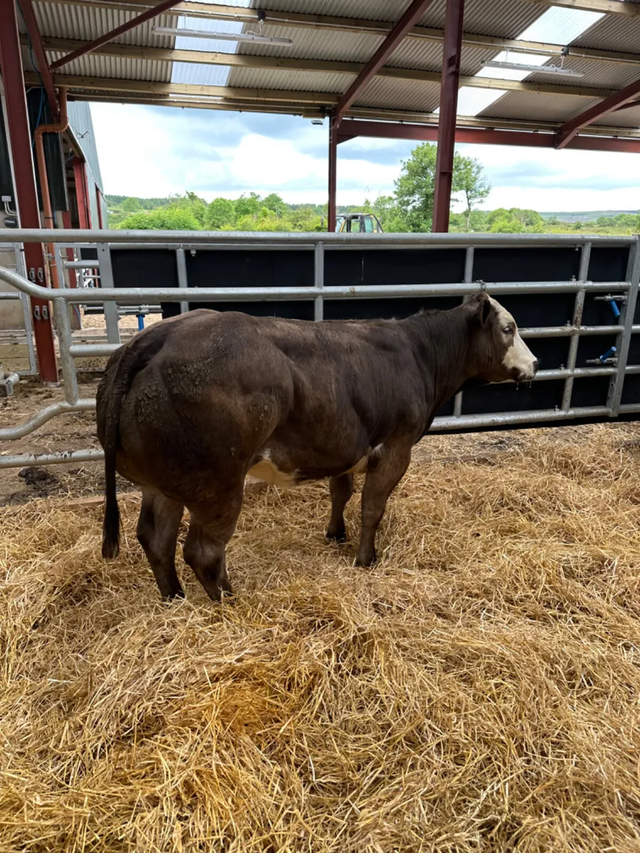 Lim show heifer - Image 4