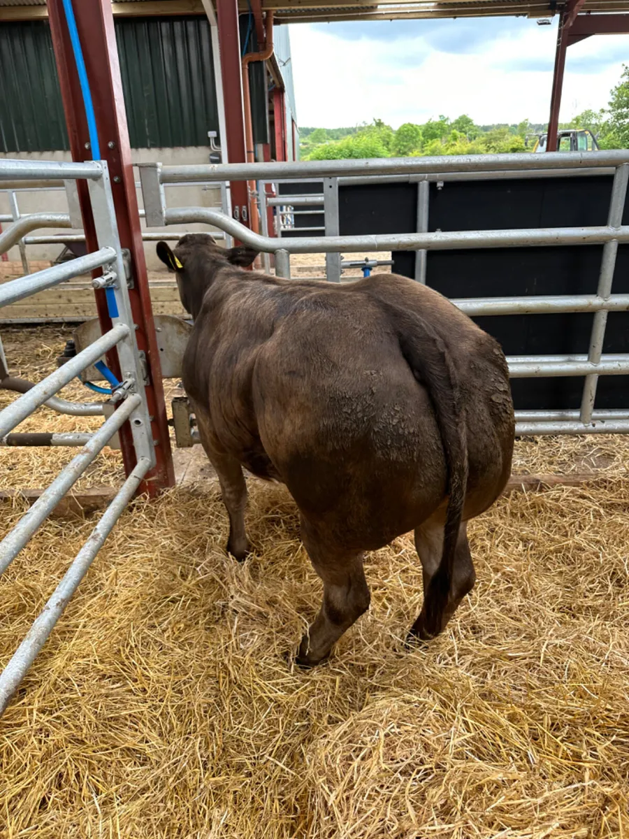 Lim show heifer - Image 3
