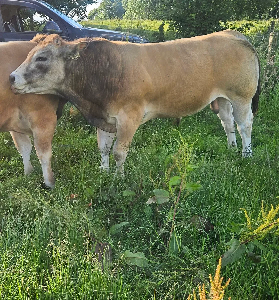 Parthenaise bull - Image 4