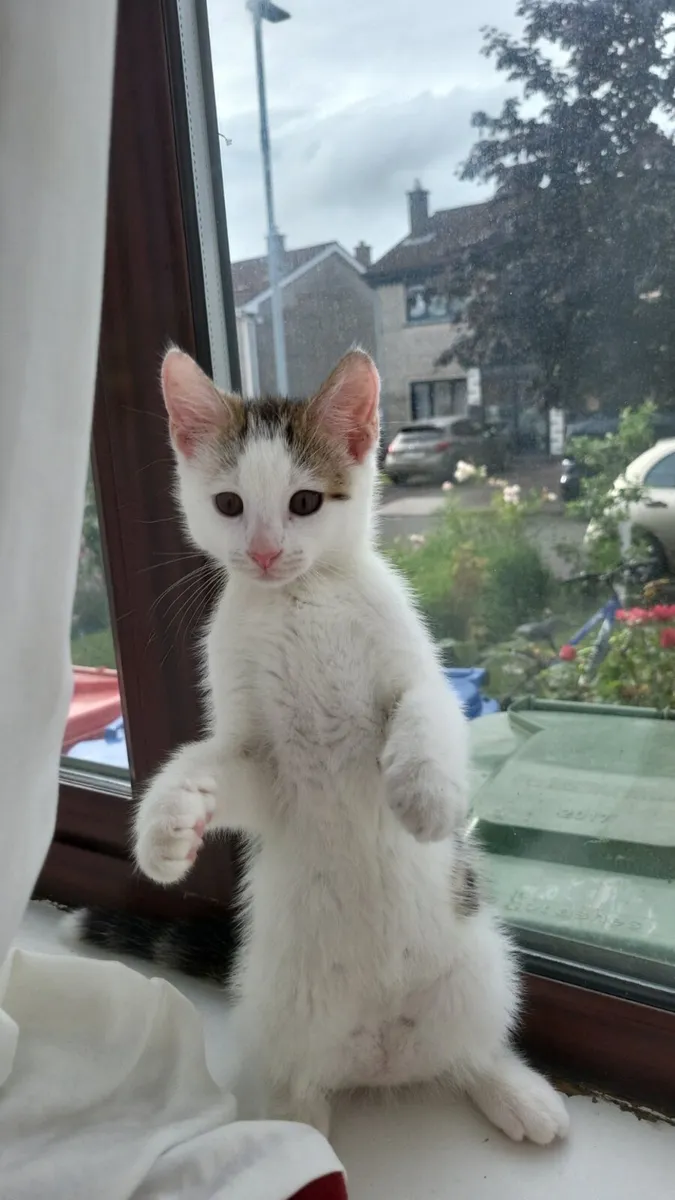 Kitten - Image 1
