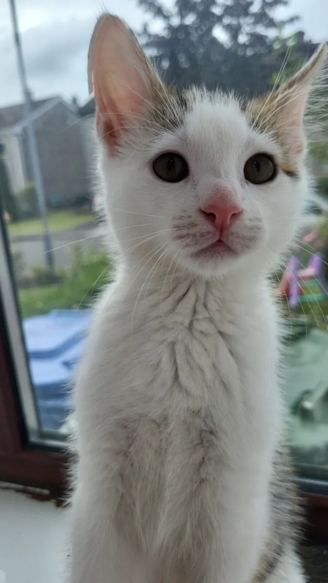 Kitten - Image 2