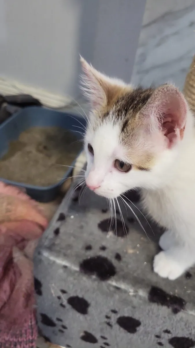 Kitten - Image 3