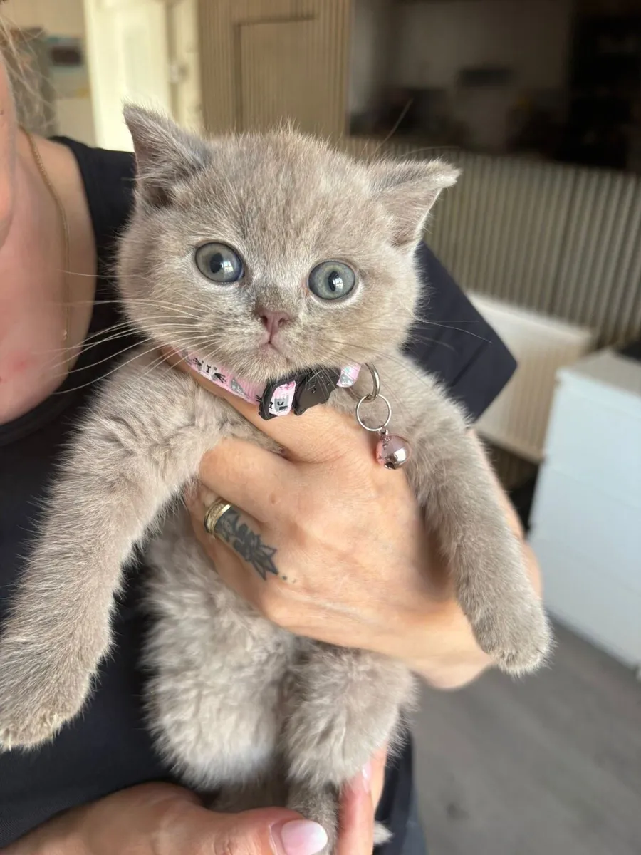 Beautiful British and Scottish kittens 🥰❤️ - Image 3