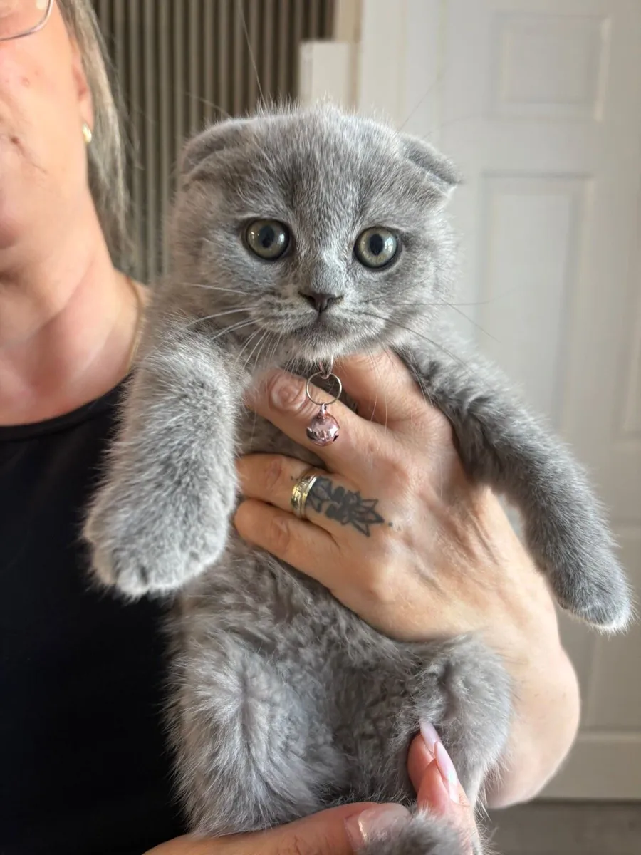 Beautiful British and Scottish kittens 🥰❤️ - Image 4
