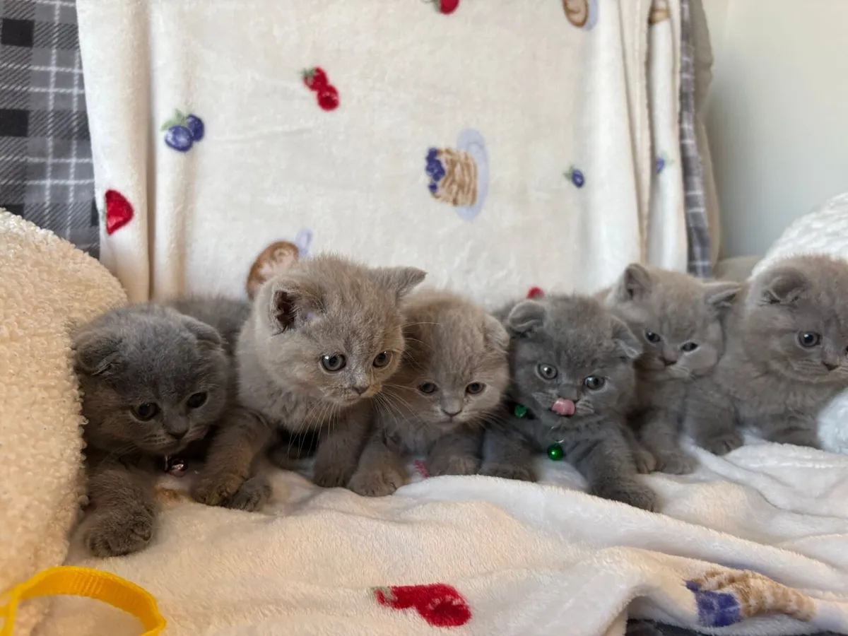 Beautiful Scottish kitchen 2 boys left 🥰❤️🐈‍⬛ - Image 2
