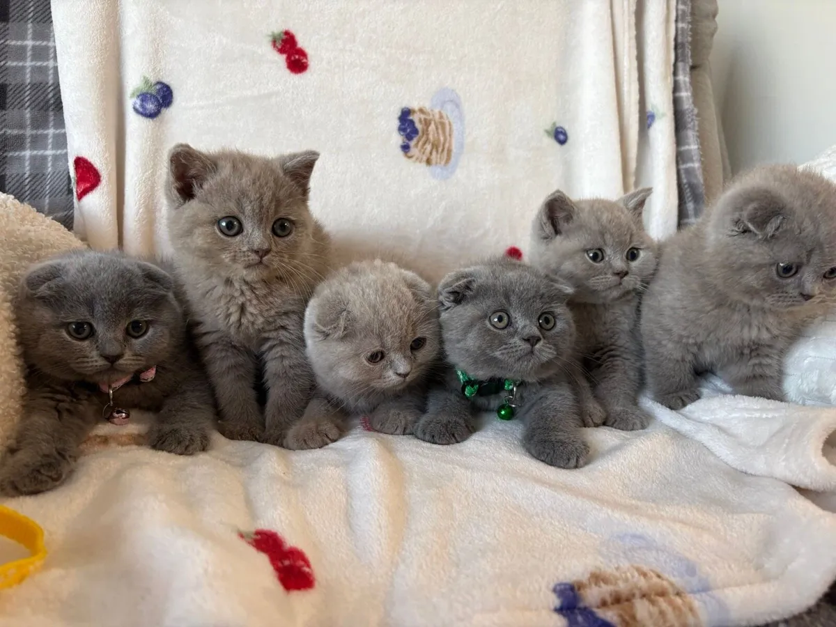 Beautiful British and Scottish kittens 🥰❤️ - Image 1