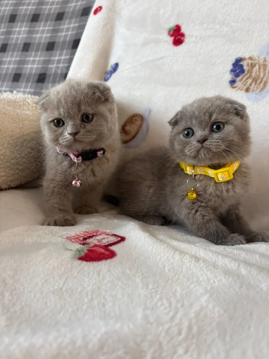 Beautiful British and Scottish kittens 🥰❤️ - Image 2
