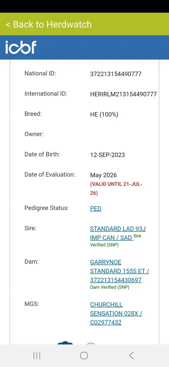 Hereford bull by Standard Lad 93J in Cashel 20.06 - Image 2