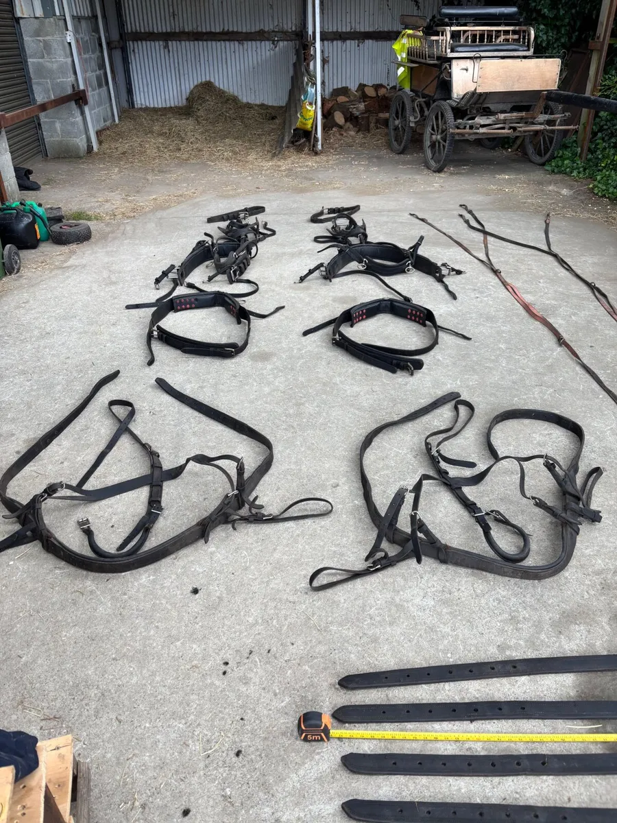 Horse pairs driving harness - Image 1