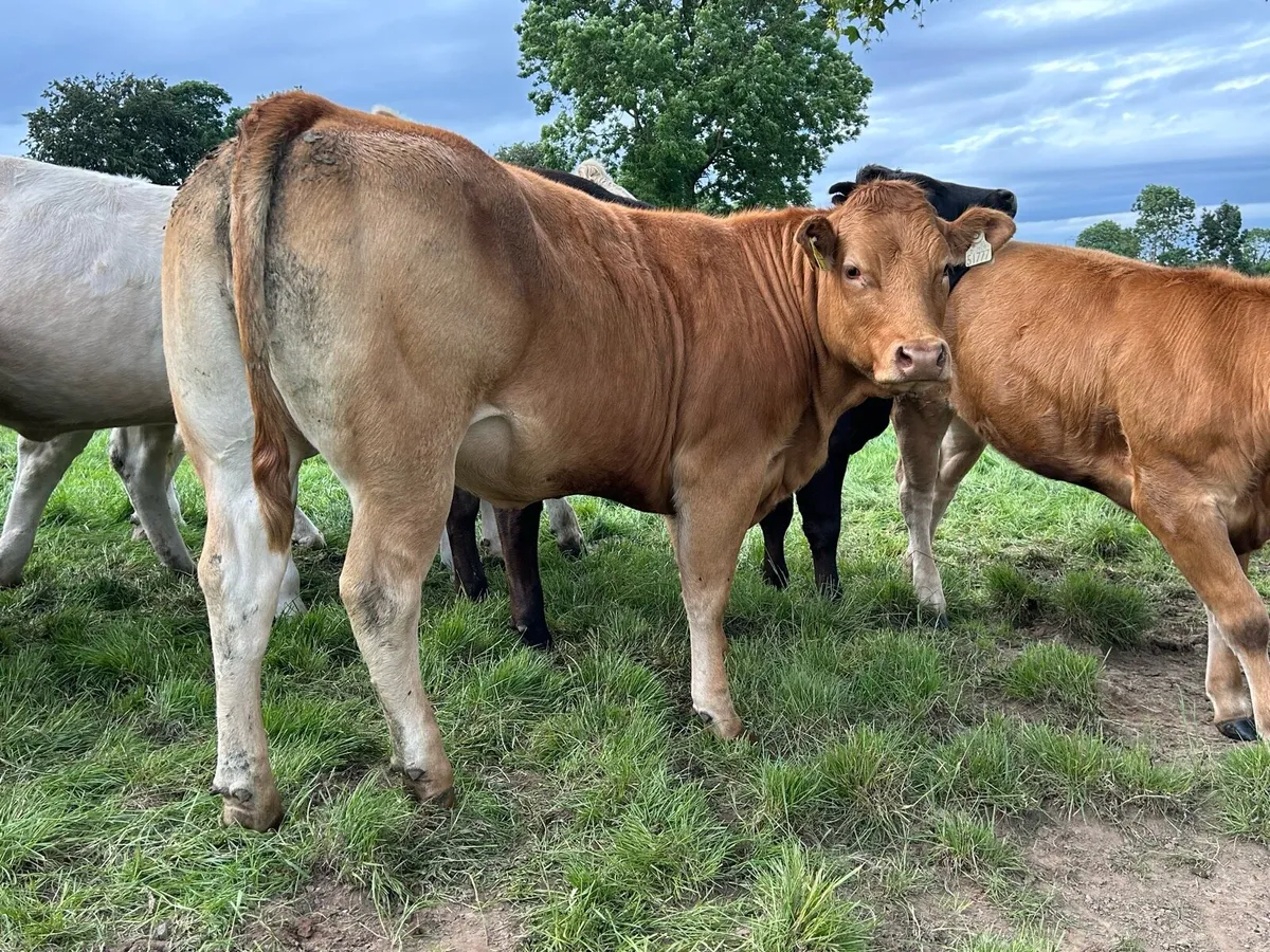 21 top quality heifers - Image 3