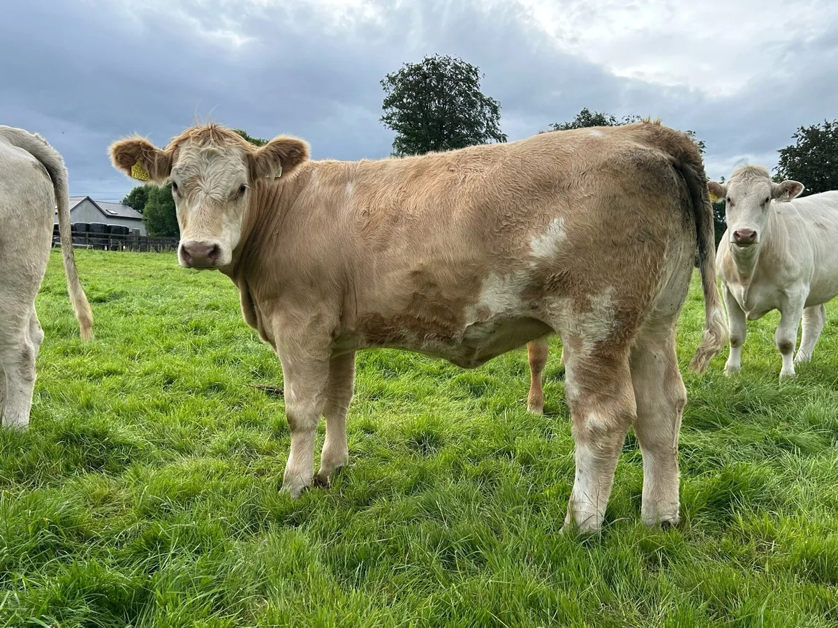 21 top quality heifers - Image 4