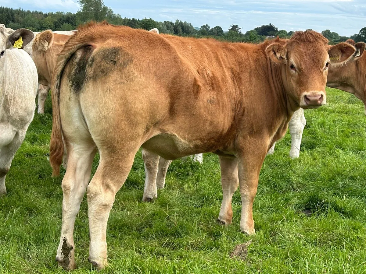 21 top quality heifers - Image 1
