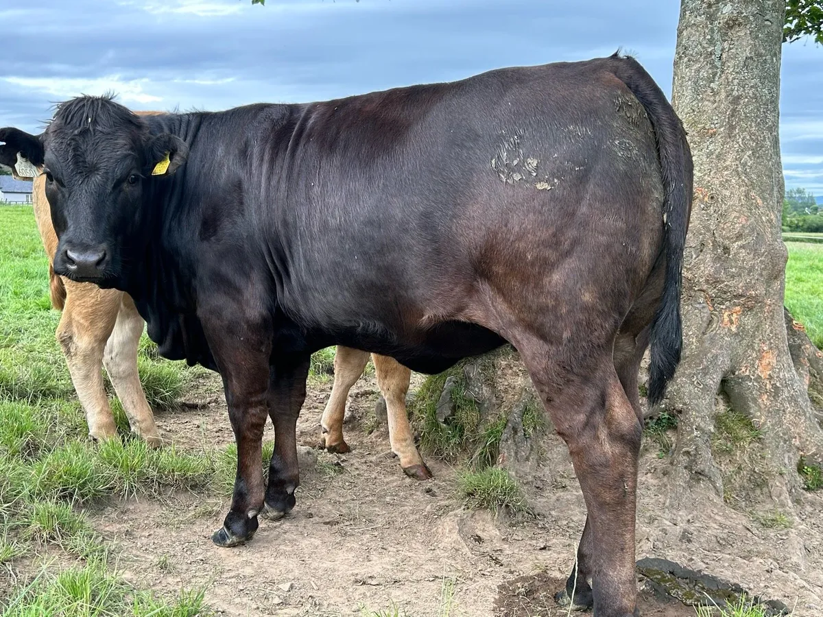 21 top quality heifers - Image 2