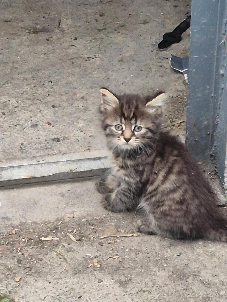 Kittens - Image 2
