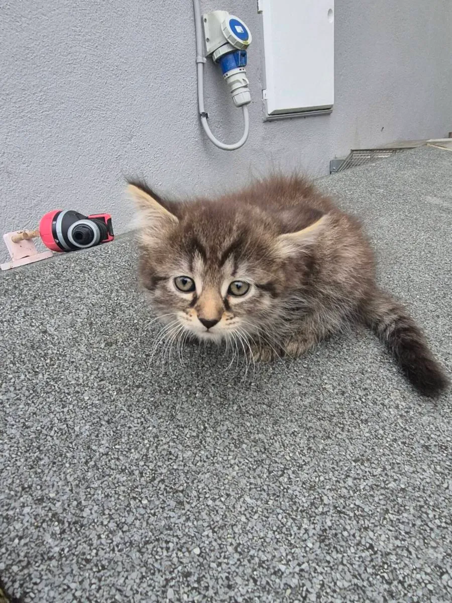 Kittens - Image 3