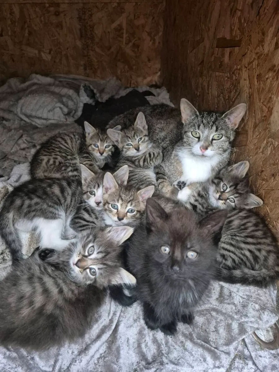 Kittens - Image 4