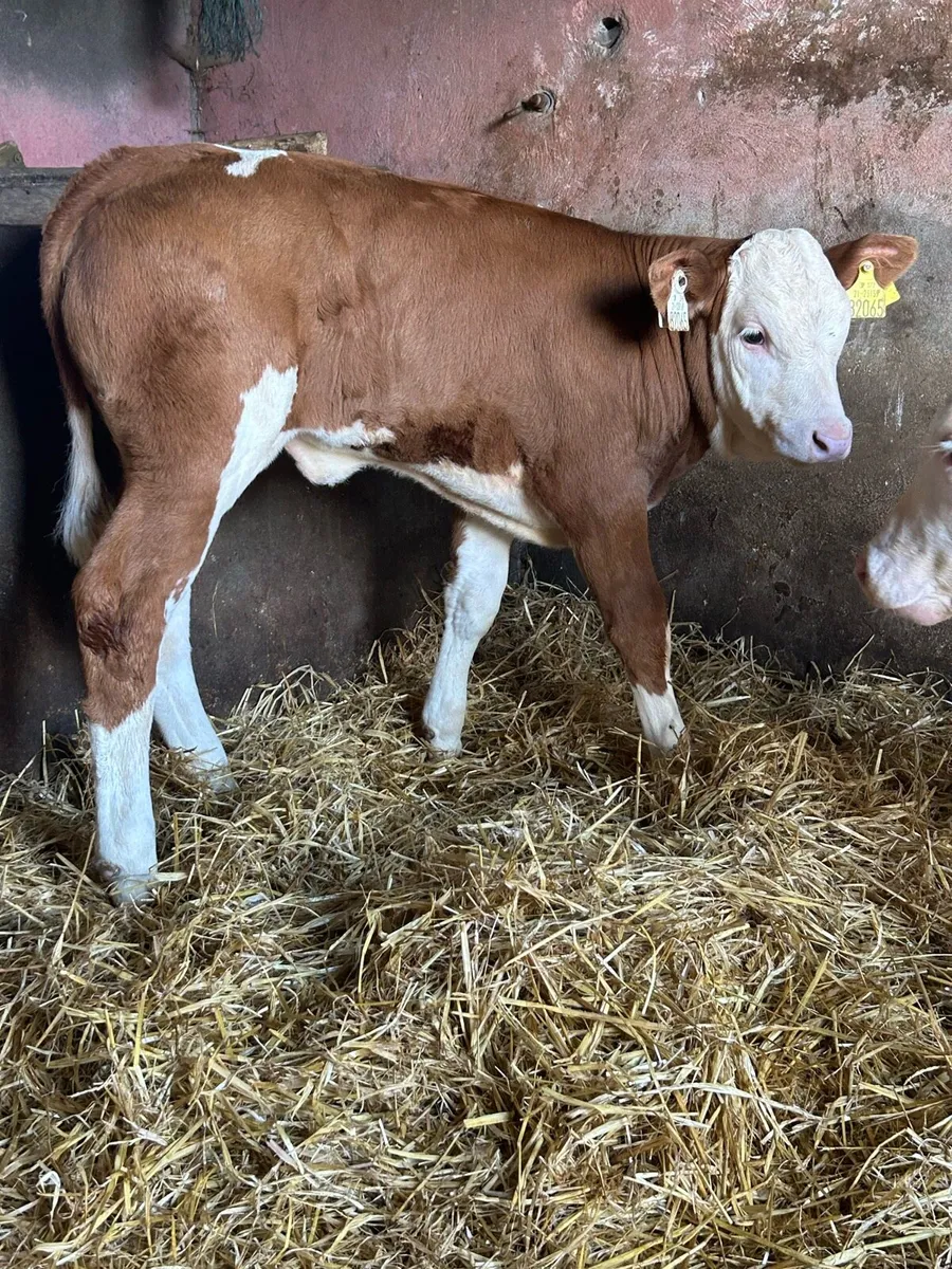 2 Super Simmental Heifers - Image 3
