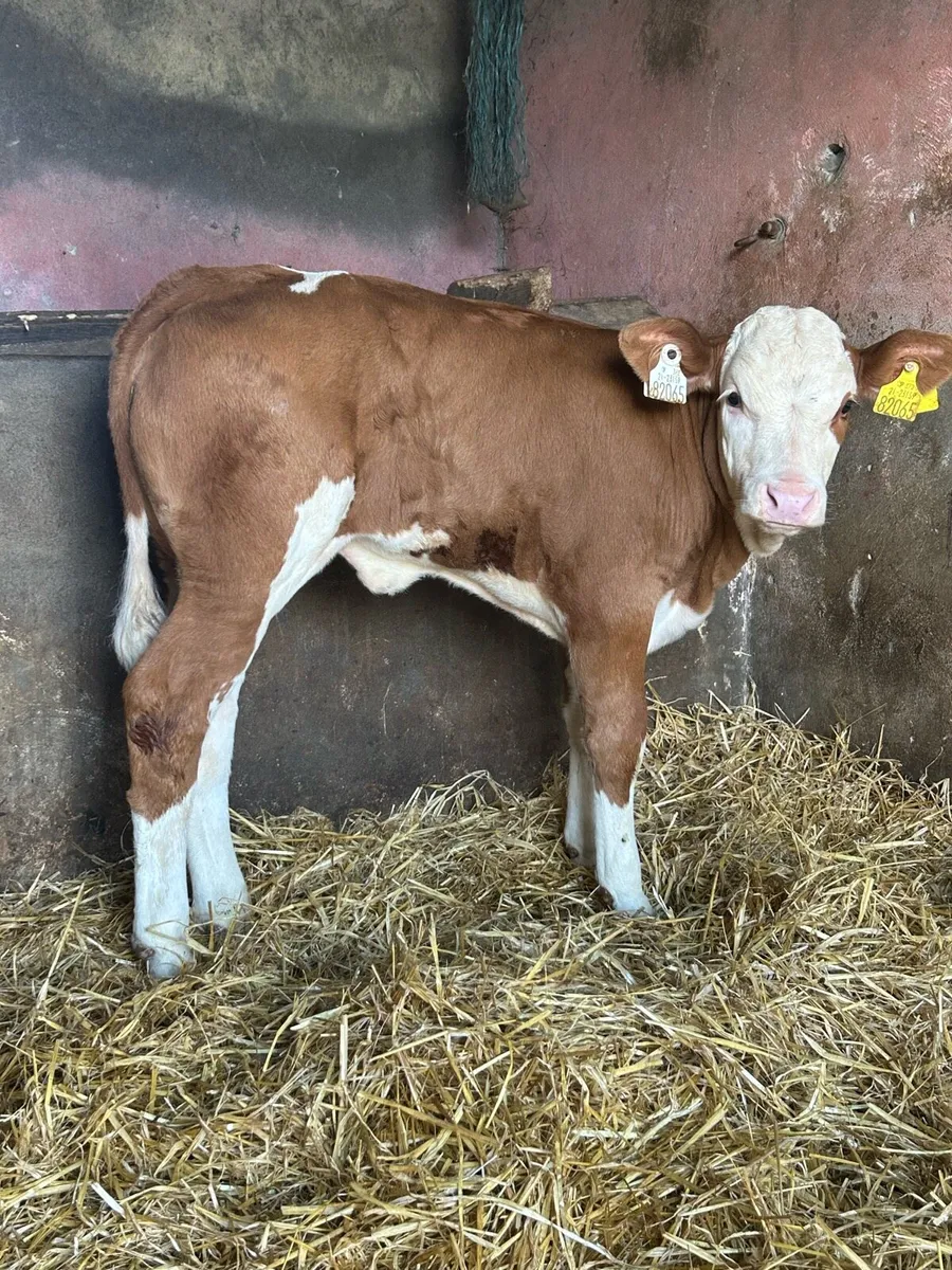2 Super Simmental Heifers - Image 4